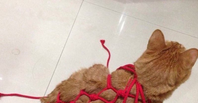 Связанный кот веревками