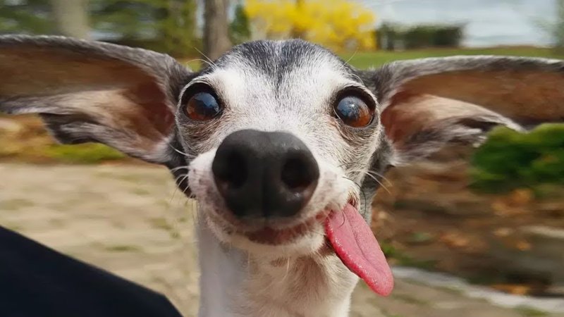 Заппа беззубая собака