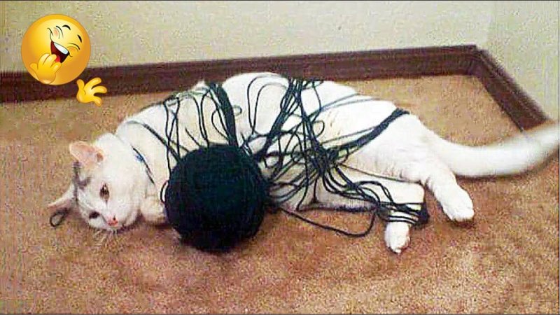 Кот запутался в клубке