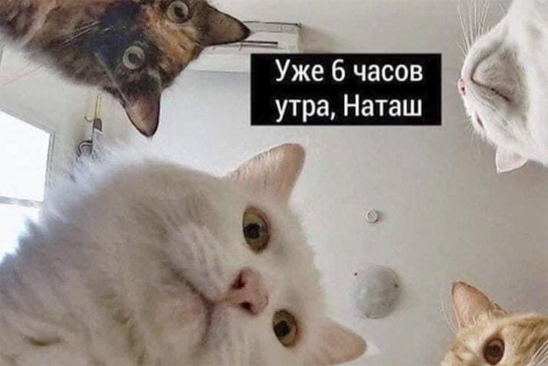 Мемы про котов