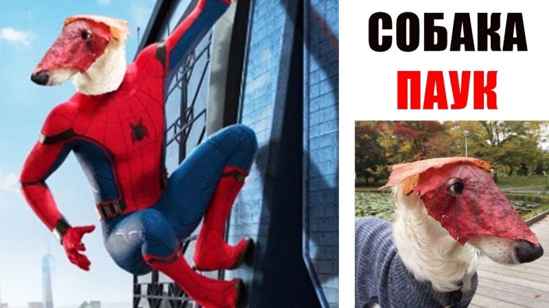 Человек паук прикол собака