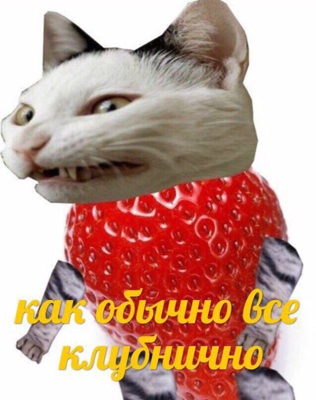 Кот клубника