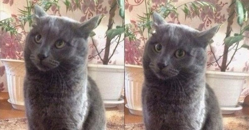 Ну я подумаю кот