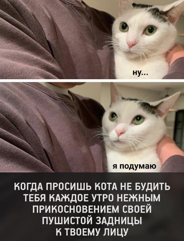 Коты мемы