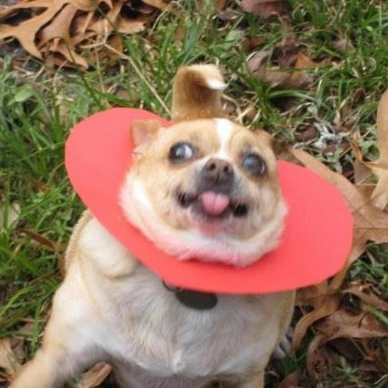 Смешные песики