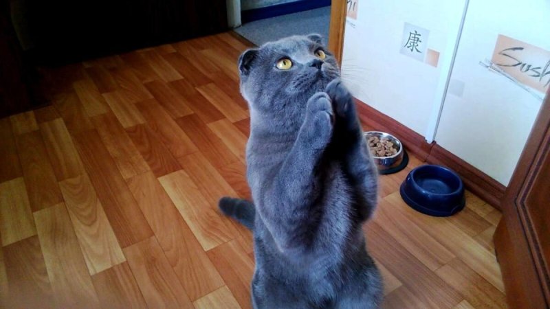 Кот умоляет