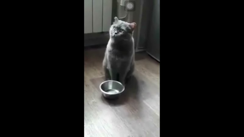 Кот стучит миской