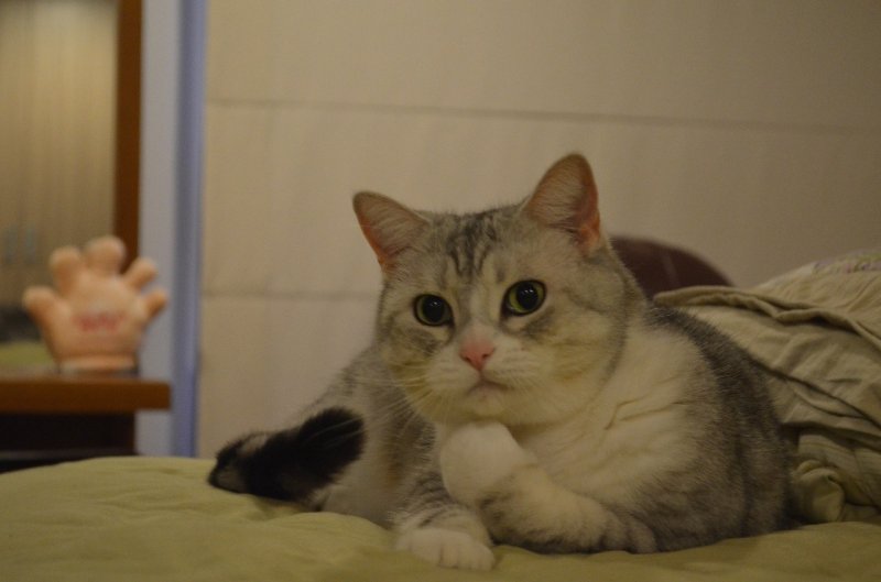 Пока Мем кот