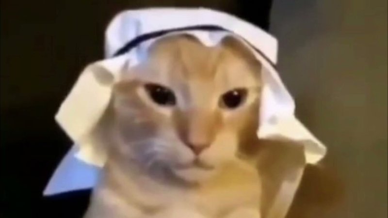 Арабский кот Мем