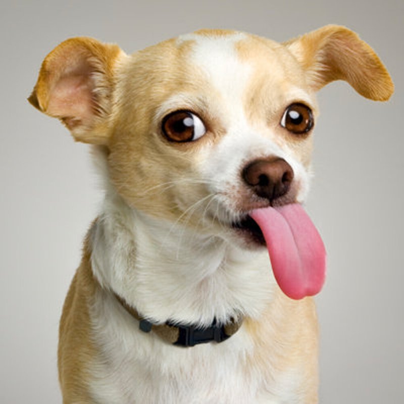 Чихуахуа косоглазая