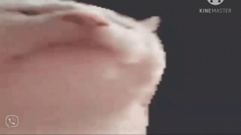 Белый кот трясёт головой