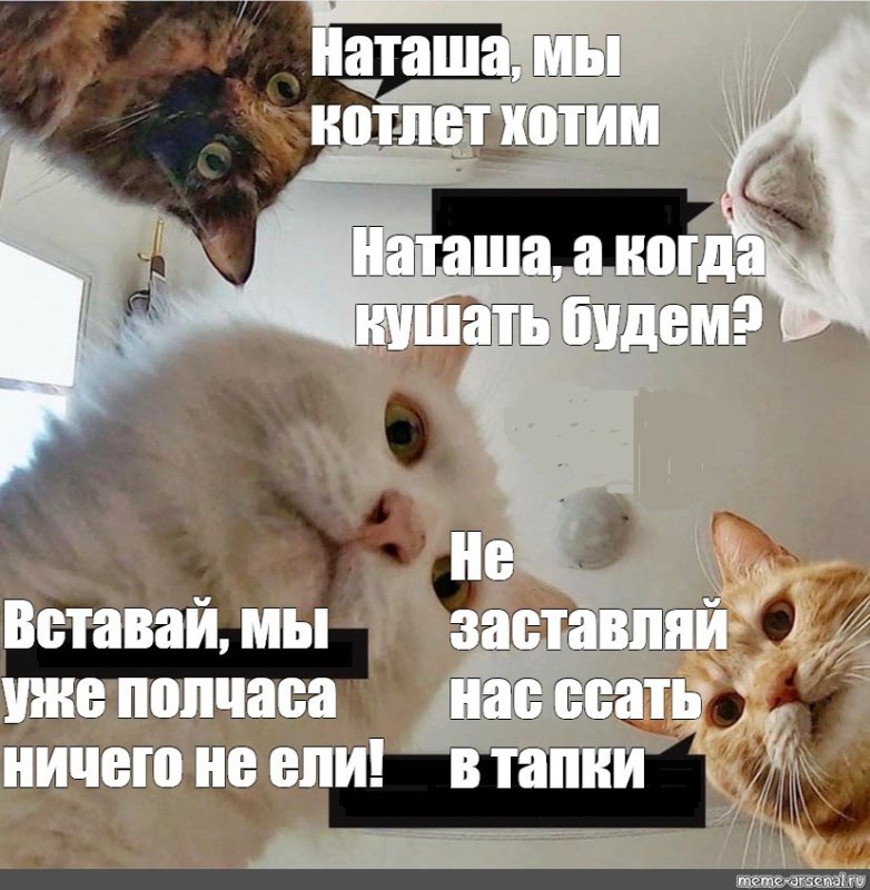 Наташа и коты мемы