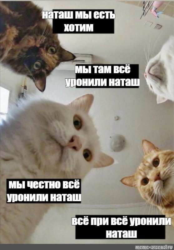 Наташа мы все уронили коты