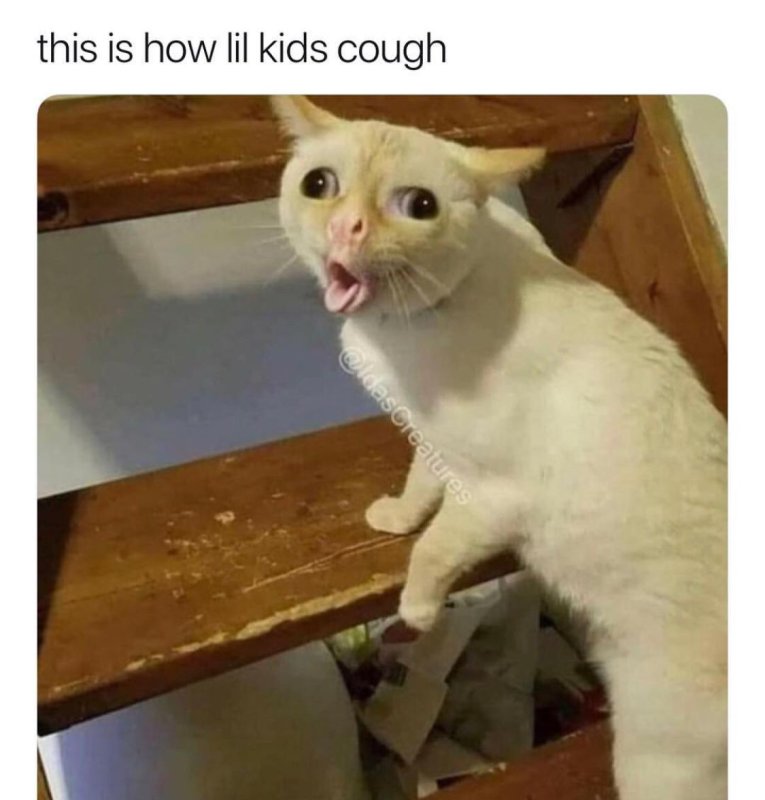 Кот с вытаращенными глазами