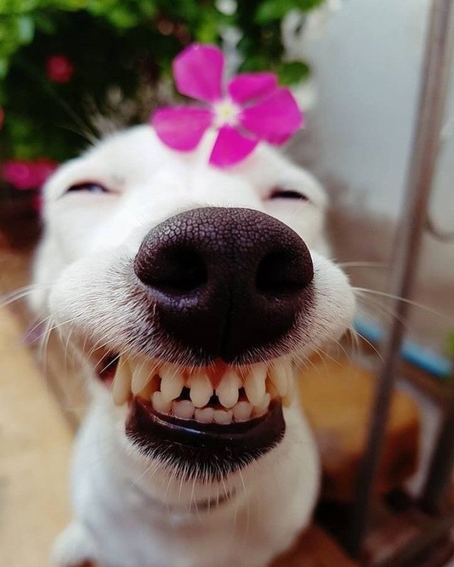 Счастливые животные