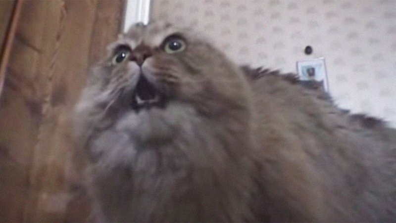 Мем нононо кот