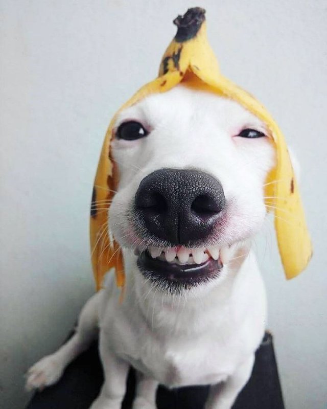 Собака улыбака