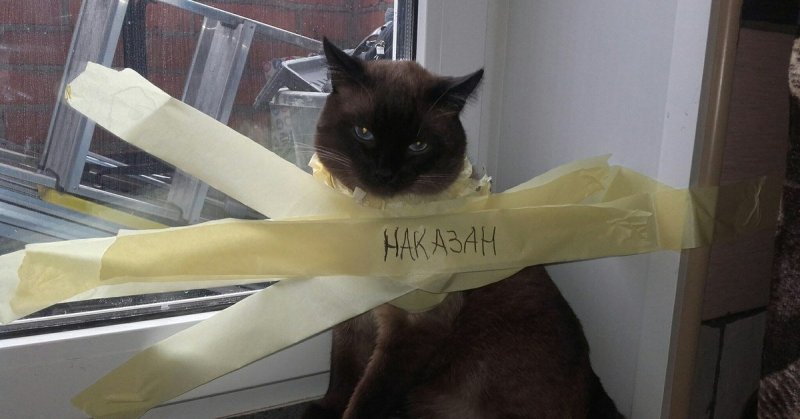 Кот приклеен скотчем к стене
