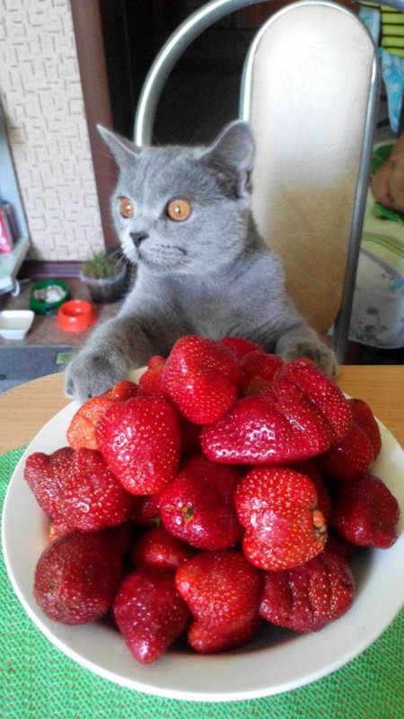 Котик клубника