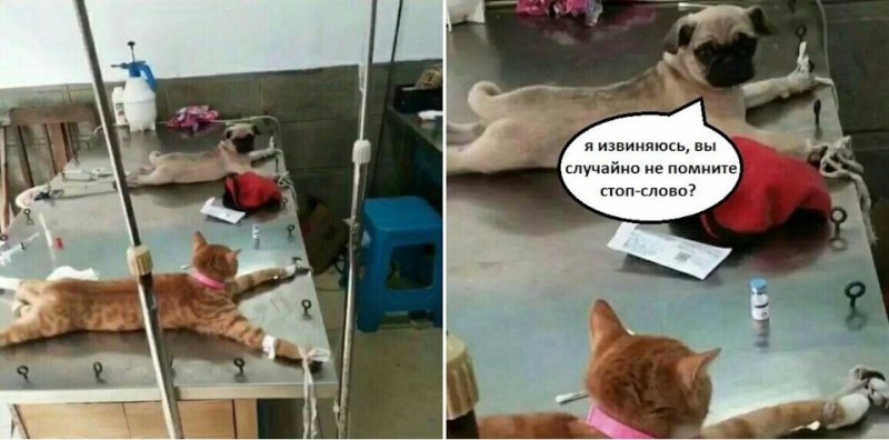 Извините а вы не помните стоп слово