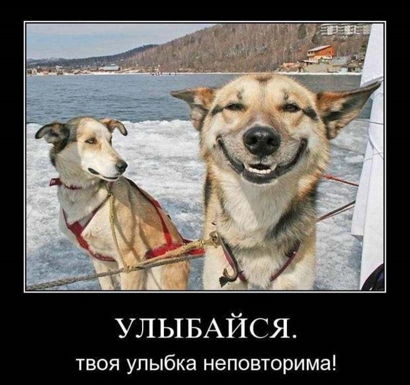 Собака-улыбака демотиватор