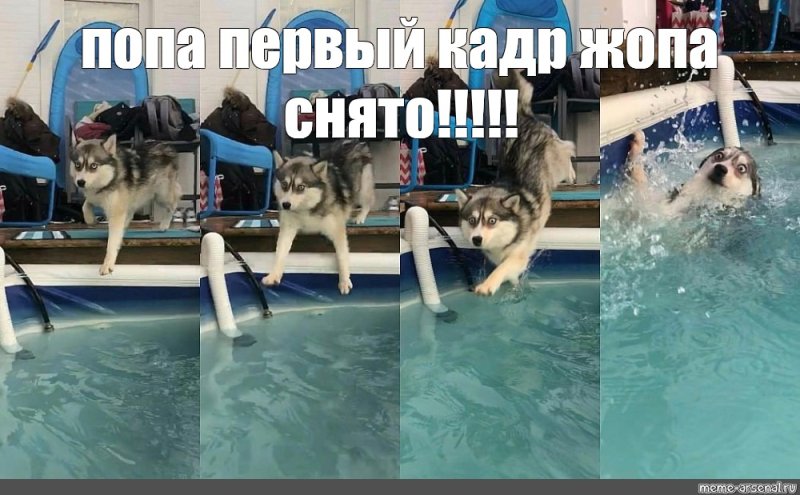 Хаски падаем в бассейн