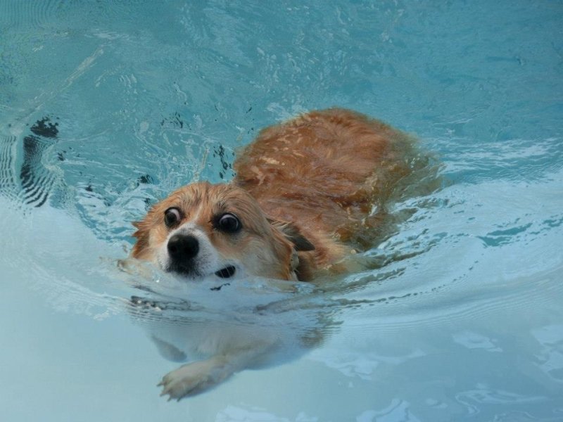 Собака плавает