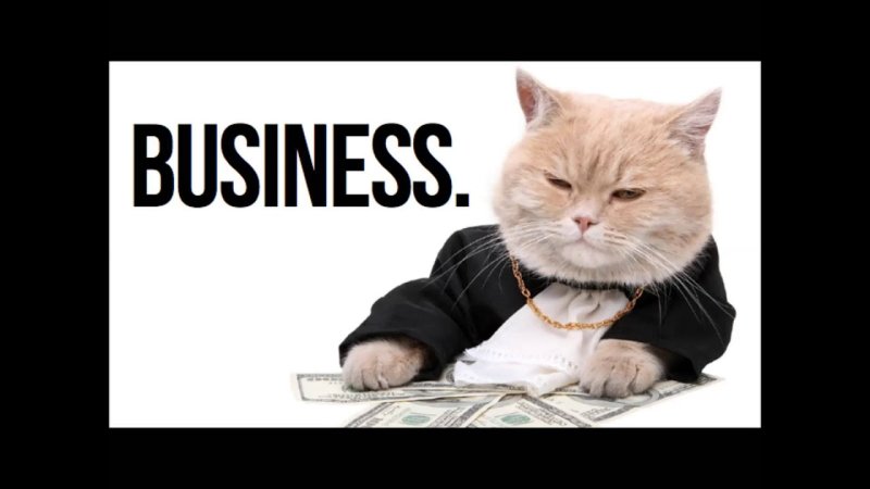 Бизнес дело непростое с котом