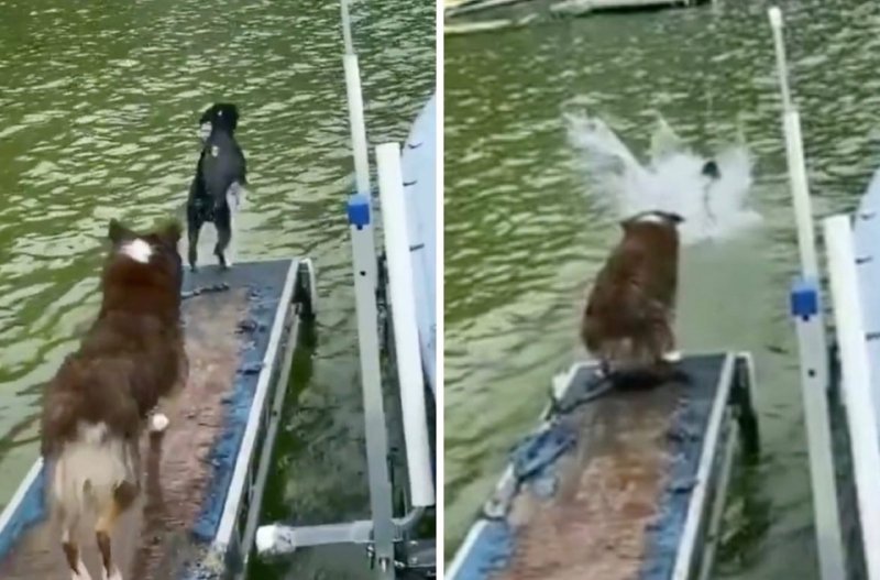 Собака упала в воду Мем