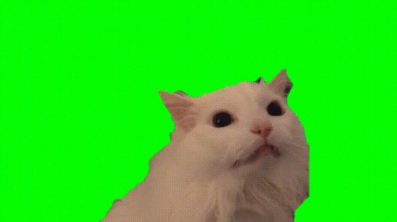 Кот хромакей