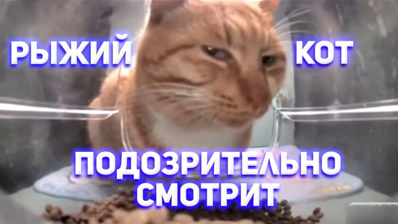 Подозрительный кот Мем рыжий