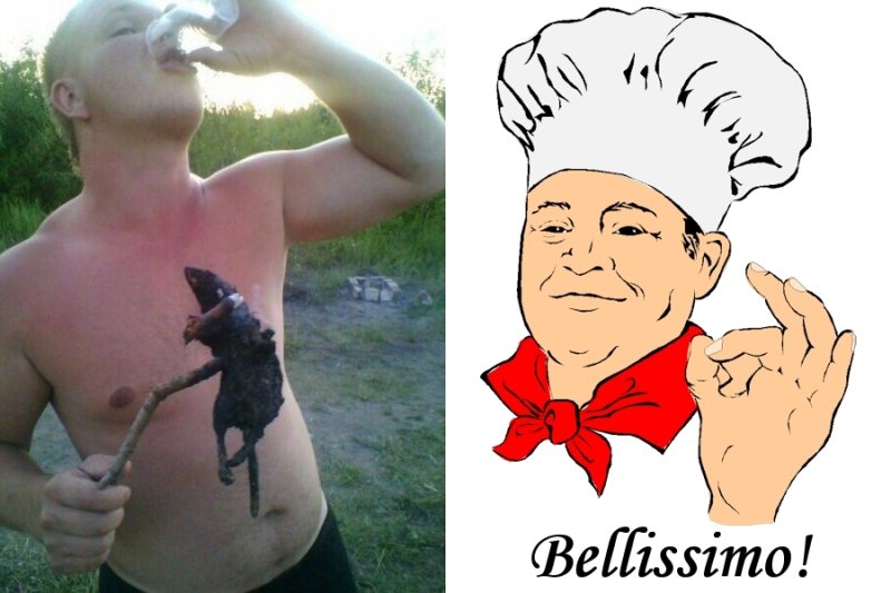 Кот повар Белиссимо