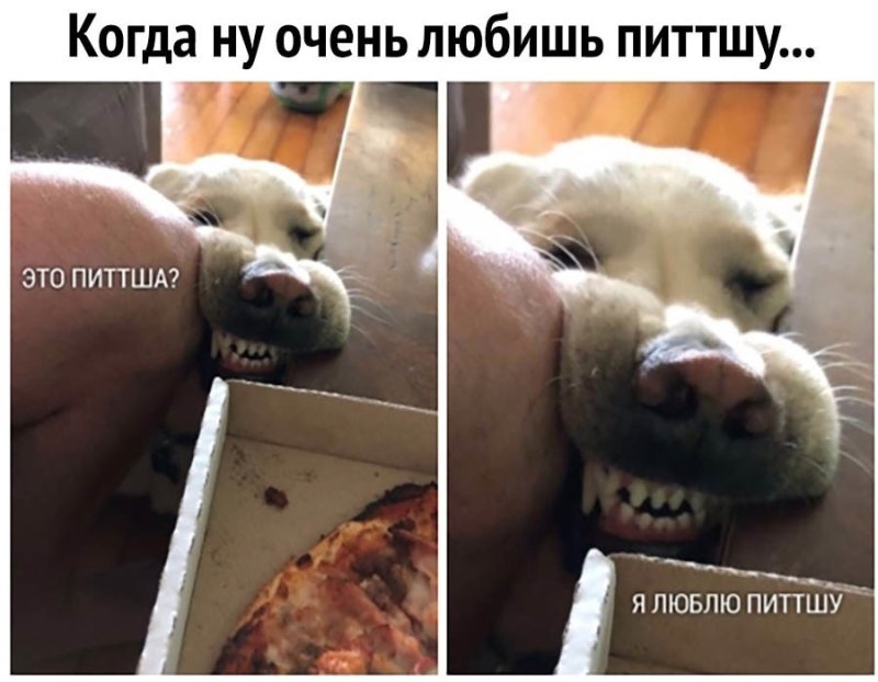 Люблю питшу