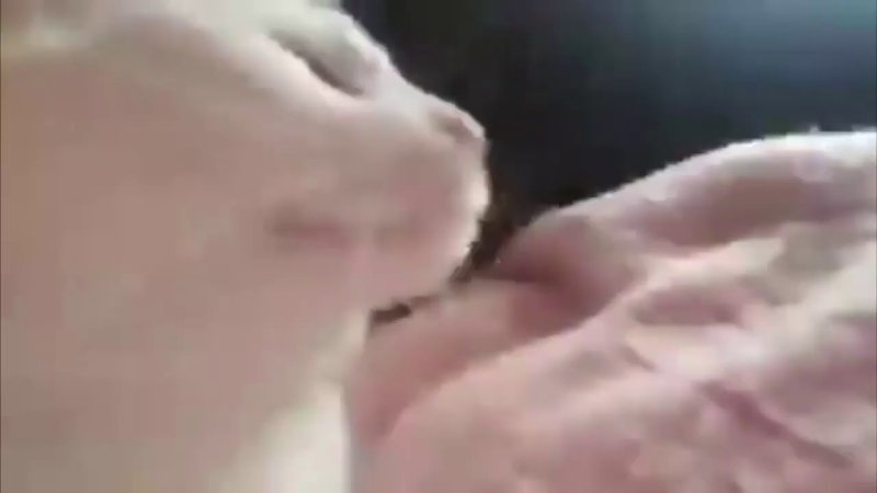 Белый кот флексит