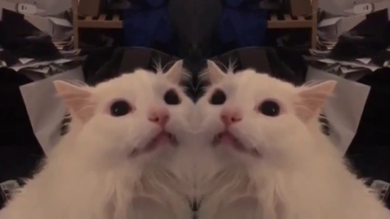 Кот мяукает Мем