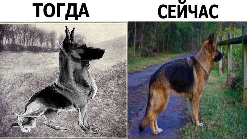 Овчарка раньше и сейчас