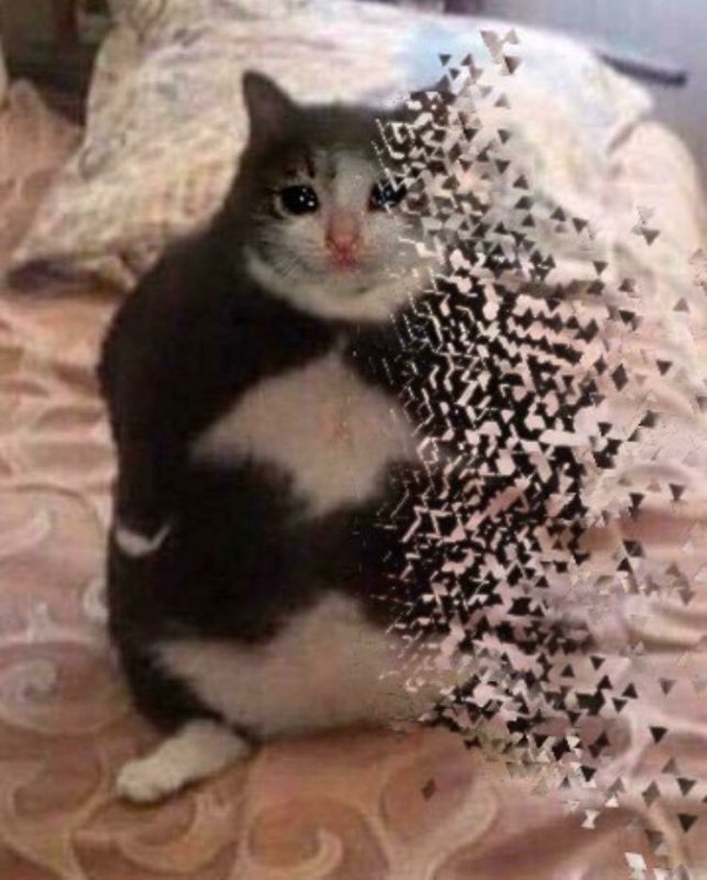 Кот что ты наделал