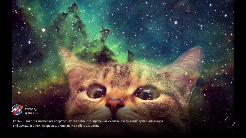 Космический кот