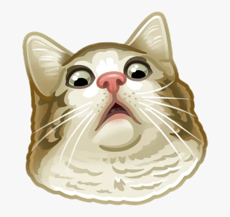 Смешная морда кота