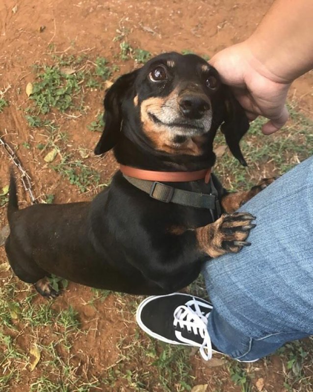 Такса улыбается Мем