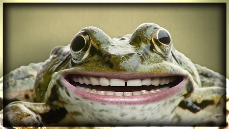 Лягушка улыбается