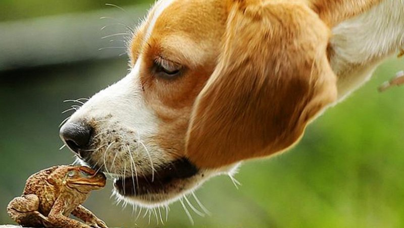 Собака облизывает