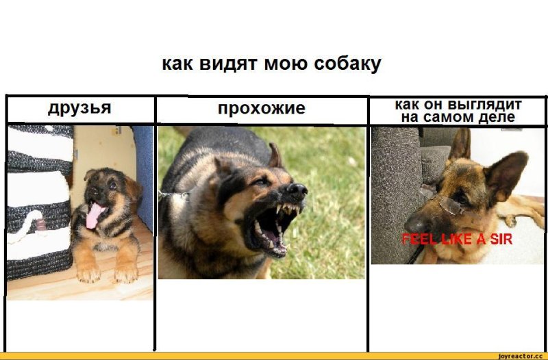 Мемы с собаками