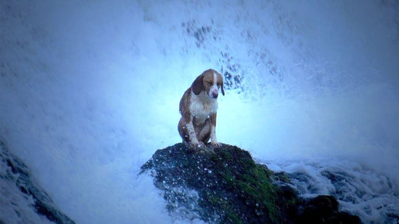 Собака у водопада