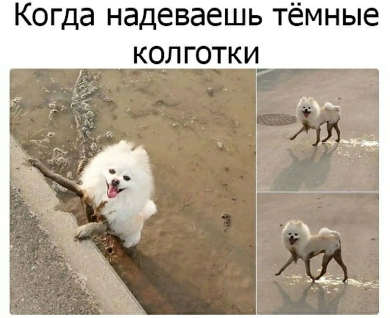 Шпиц в грязи