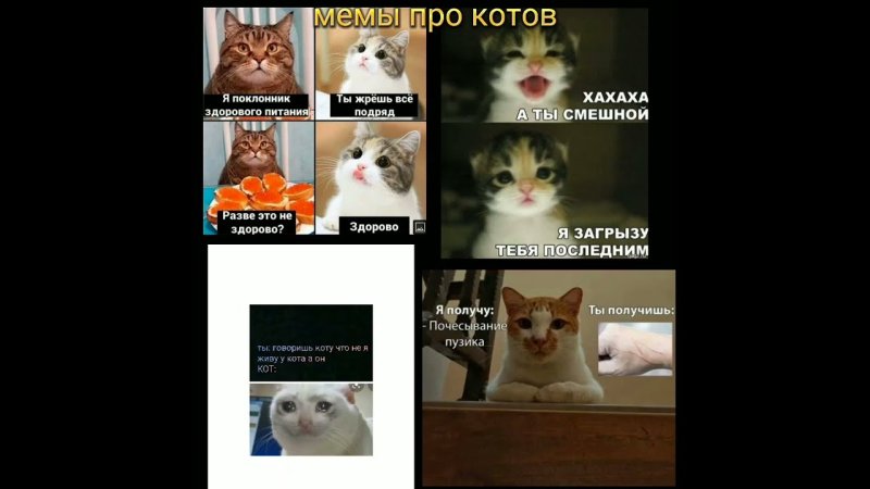 Коты из мемов