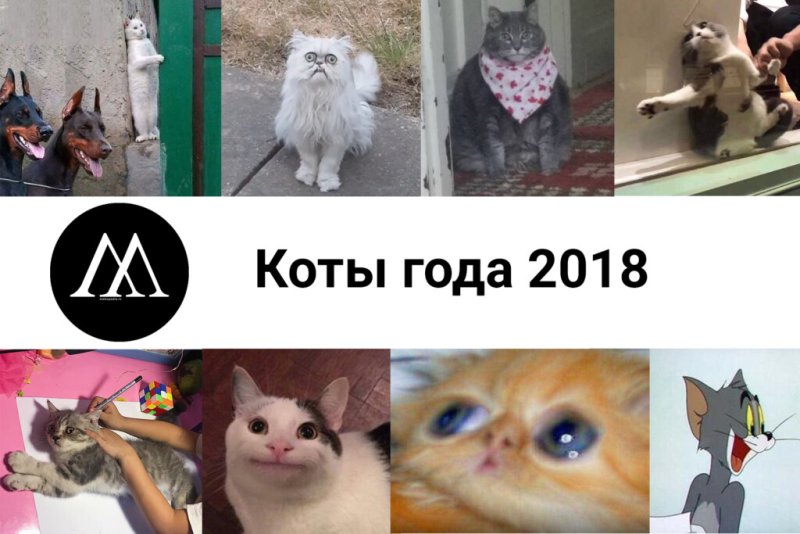 Кот Мем
