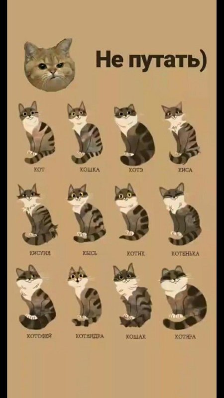Классификация котиков