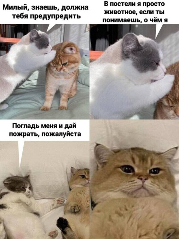 Прикольные мемы с котами