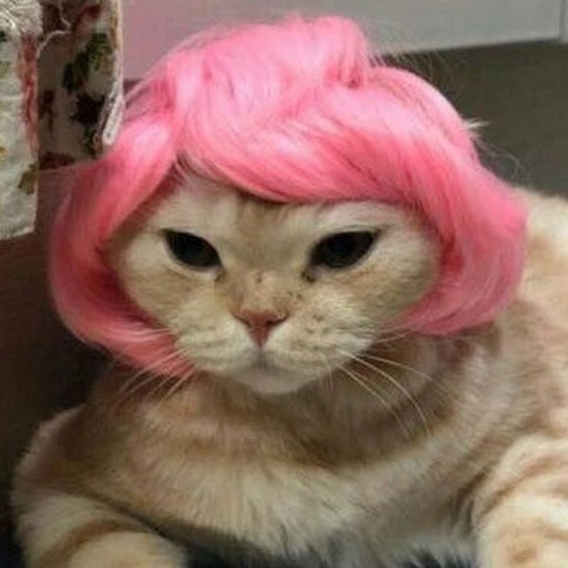 Котик с прической